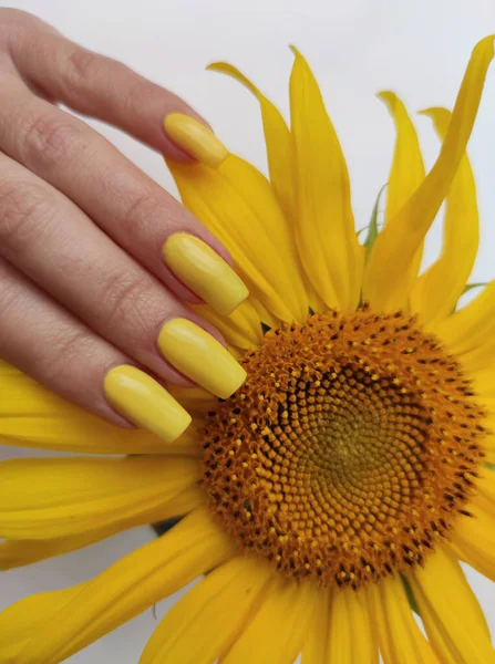 Modische Maniküre Pastellfarbe Auf Damennägeln Mit Sonnenblumen — Stockfoto