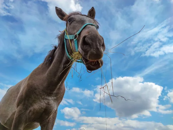 Caballo Una Granja Está Comiendo Heno Contra Cielo Azul Con —  Fotos de Stock