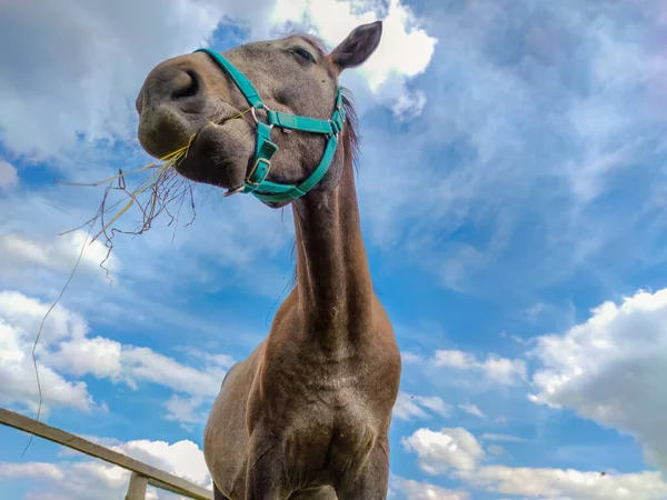 Horse Farm Eating Hay Blue Sky Clouds — Stock Photo, Image