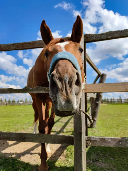 Retrato Caballo Divertido Contra Cielo Azul Detrás Del Paddock Una —  Fotos de Stock