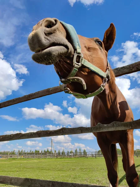 Portrait Funny Horse Blue Sky Paddock Farm Summer — Stock Photo, Image