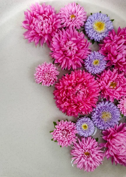Красивый Букет Цветов Больших Маленьких Астероидов Розовом Лиловом Цветах — стоковое фото