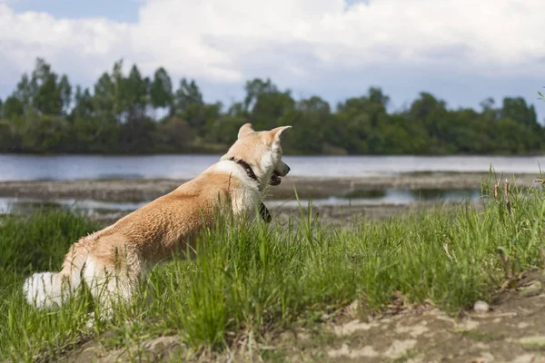 Joven Perro Pelo Rojo Mojado Raza Japonesa Akita Inu Claro — Foto de Stock