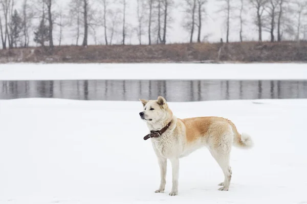 Güzel Akıllı Kızıl Saçlı Yetişkin Köpek Japon Akita Inu Kışın — Stok fotoğraf