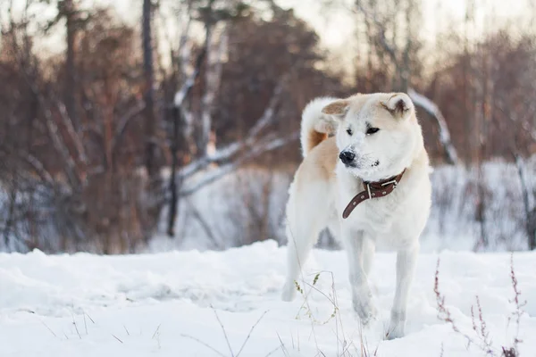 Egy Okos Koncentrált Fagyasztott Akita Inu Kutyák Áll Tél Egy — Stock Fotó