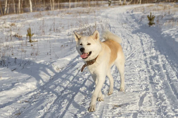 日本秋田犬犬を笑って面白いの美しい赤毛が自然林の背景に晴れた暖かい日に冬の素朴な雪に覆われた道路に沿って走る — ストック写真