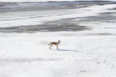 Japon Akita Inu 'sunun güzel kırmızı bir köpeği deri yakalı bir köpek kışın karlı bir nehrin arkasında duruyor. Kenar mahallelerdeki buzlu arazilerin arasında buzları çözülüyor..