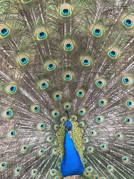 Beautiful Peacock Menyebarkan Bulunya — Stok Foto
