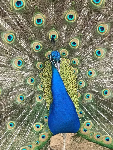 Hermoso Pavo Real Esparciendo Sus Plumas — Foto de Stock