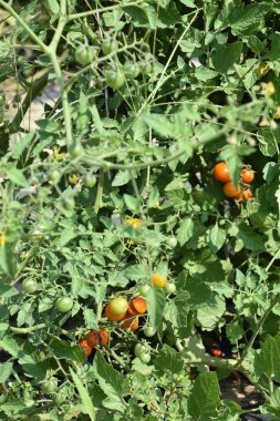 MEDFORD, NJ - 29 Temmuz 2019 'da Medford, New Jersey' deki Johnsons Corner Farm.