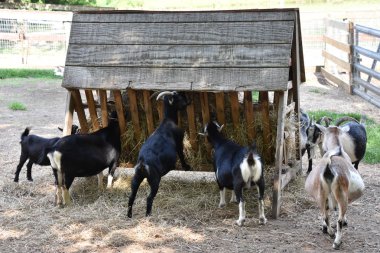 MEDFORD, NJ - 29 Temmuz 2019 'da Medford, New Jersey' deki Johnsons Corner Farm.