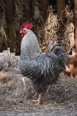 Bir tavuk çiftliğinde