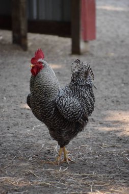 Bir tavuk çiftliğinde