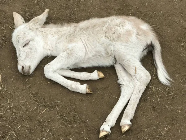 Baby Goat Farm — Stock Photo, Image