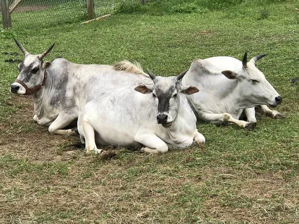 Cow Farm — Stock Photo, Image