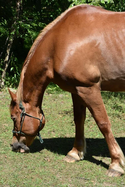農場での馬 — ストック写真
