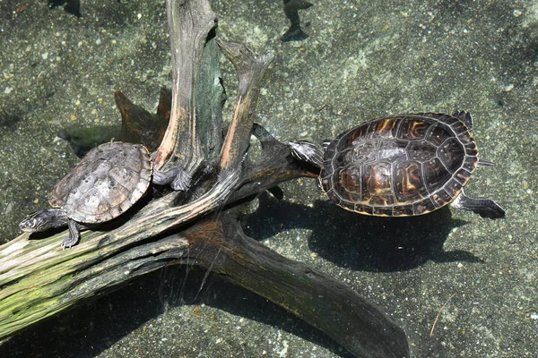 Schildkröte Zoo — Stockfoto