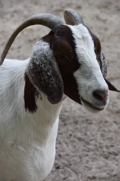 Goat Farm — Stock Photo, Image