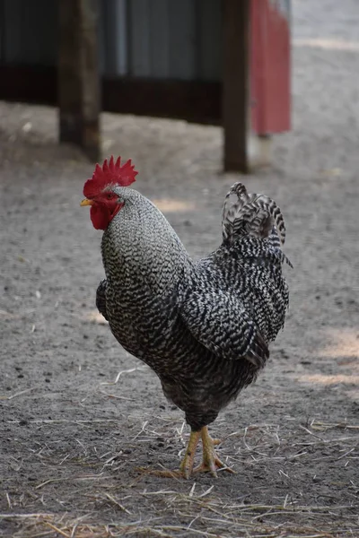 Hen Farm — Stock Photo, Image