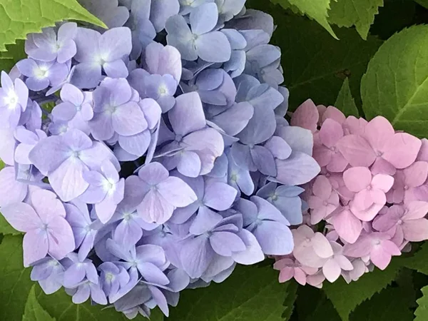 Baharda Renkli Çiçekler — Stok fotoğraf
