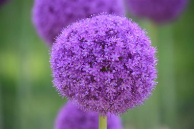 Güzel mor Allium çiçekler