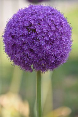 Güzel mor Allium çiçekler