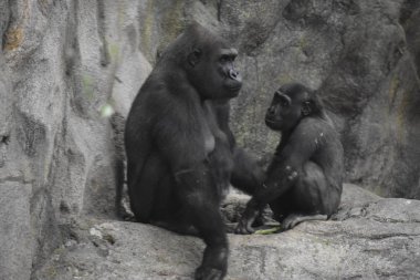 Hayvanat bahçesindeki şempanze.