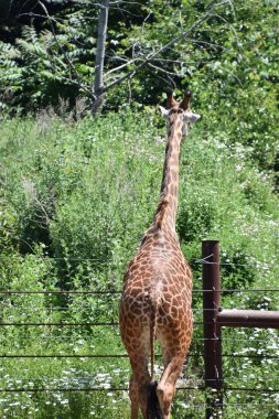 Hayvanat bahçesindeki zürafa
