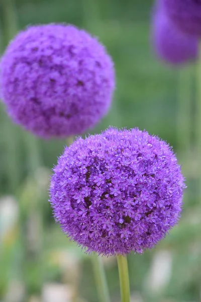 Güzel Mor Allium Çiçekler — Stok fotoğraf