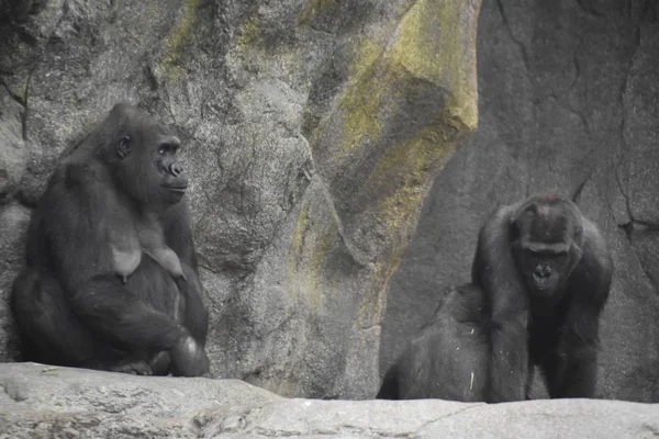 Chimpanzé Dans Zoo — Photo