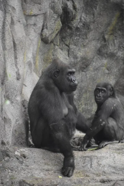 Chimpanzé Zoológico — Fotografia de Stock