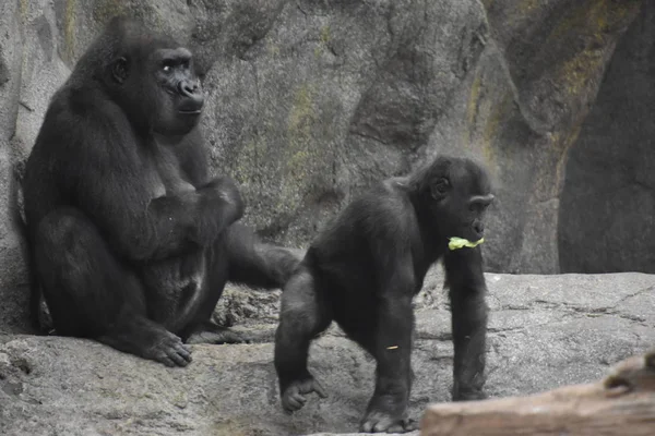 Chimpancé Zoológico — Foto de Stock