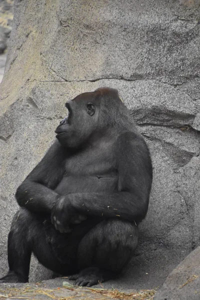 动物园里的黑猩猩 — 图库照片