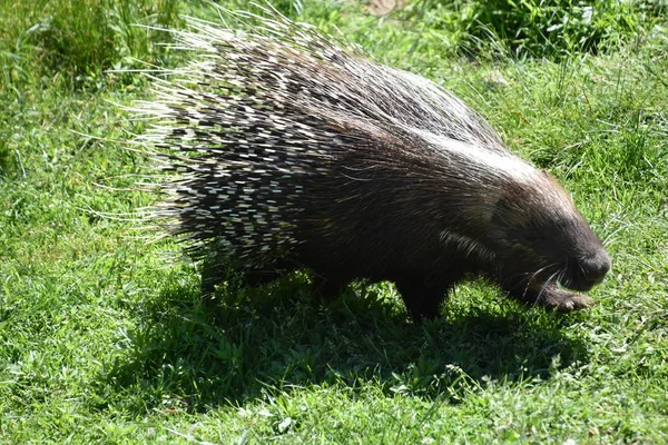 Porco Espinho Num Jardim Zoológico — Fotografia de Stock