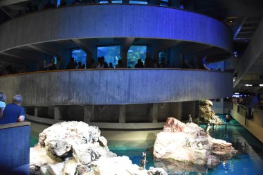 Boston, Ma - Jun 16: New England Akvaryumu Boston, Massachusetts, 16 Haziran 2018 üzerinde görüldüğü gibi. 1.3 milyondan fazla ziyaretçi her yıl ev sahipliği yapan.