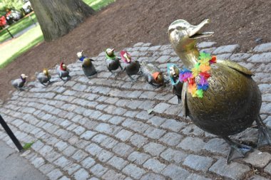 16 Haziran 2019 'da Boston, Massachusetts' teki halk bahçesinde ördek yavrularına yol açın.. 