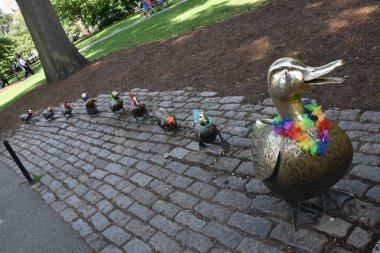 16 Haziran 2019 'da Boston, Massachusetts' teki halk bahçesinde ördek yavrularına yol açın.. 