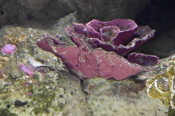 Boston Jun New England Aquarium Boston Massachusetts Zoals Zien Jun — Stockfoto