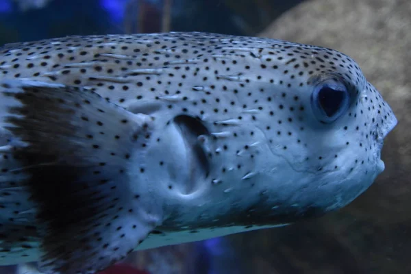 Puffer Vis Het Water — Stockfoto