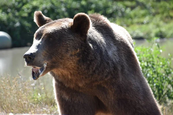Urso Zoológico — Fotografia de Stock