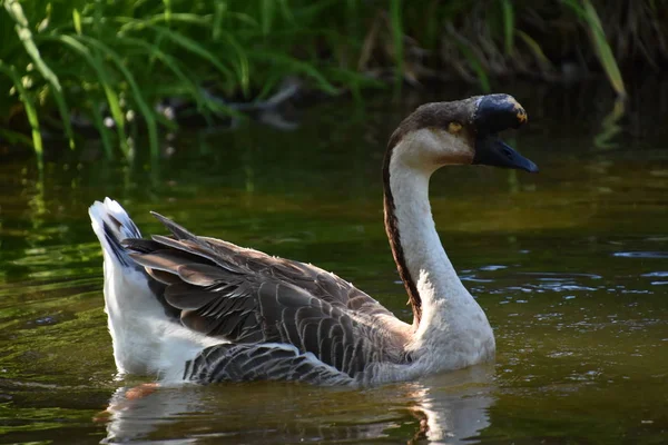 Duck Water — Stock Photo, Image