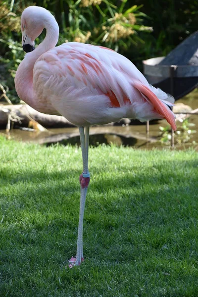 Flamingo Bir Hayvanat Bahçesi — Stok fotoğraf