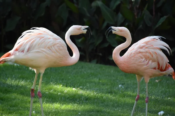 Flamingo Bir Hayvanat Bahçesi — Stok fotoğraf