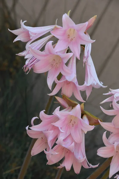 Hermosas Flores Primavera — Foto de Stock