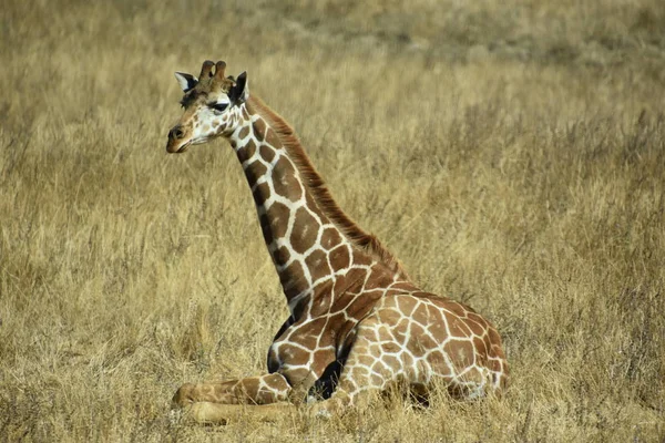 Giraffe Zoo — Stock Photo, Image