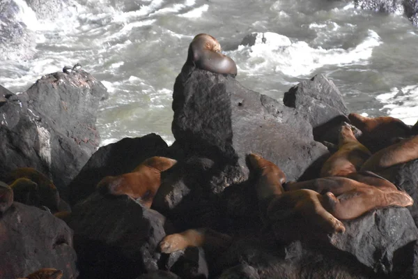 Leões Mar Oregon — Fotografia de Stock