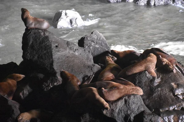 Leones Marinos Florencia Oregon — Foto de Stock