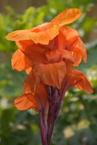 Hermosas Flores Primavera — Foto de Stock