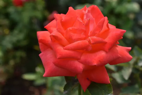 Rosas Jardín — Foto de Stock