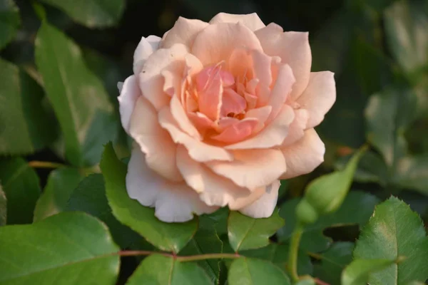 Roses Garden — Stock Photo, Image